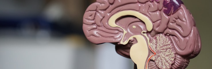 Targeted nutritional support has emerged as a complement to dietary interventions for cognitive health